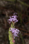 Chapman's blazing star